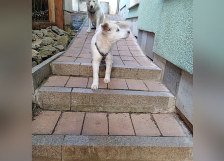 Akita-Husky Welpen