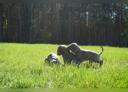 zuckersüße Weimaranerwelpen