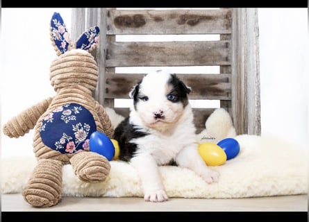 Traumhafte Australian Shepherd Welpen