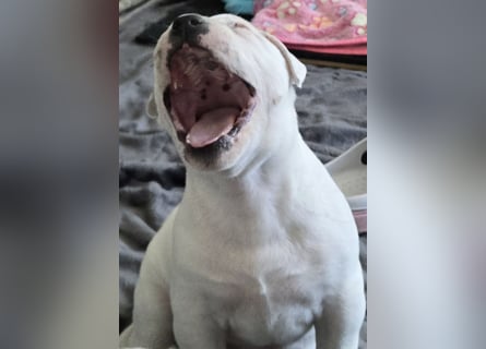 American Bulldog Welpen aus Hybrid/Standard Verpaarung ab Mitte Juni abzugeben, www.cocodin-bulls.de
