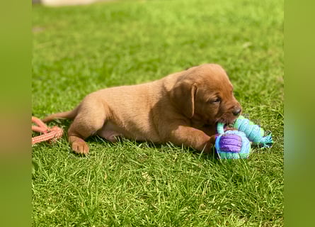 Typvolle Labrador Welpen in Foxred/Dark Foxred aus einer Top Verpaarung