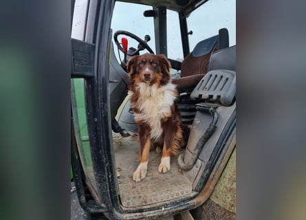 Hübsche Aussie Welpen