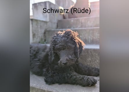 Königspudelwelpen in der Farbe Schwarz