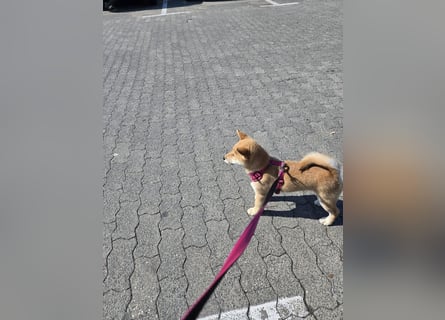 Shiba inu Welpen.   vom Haus Joe   ,Liebhaberzucht