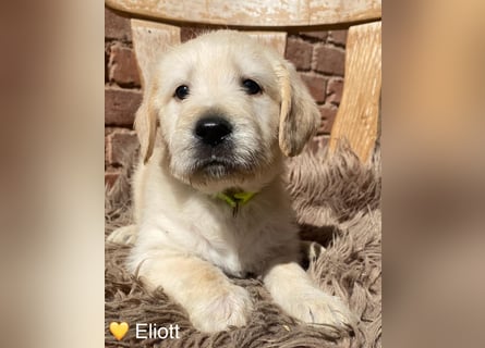 Labradoodle F1 apricot