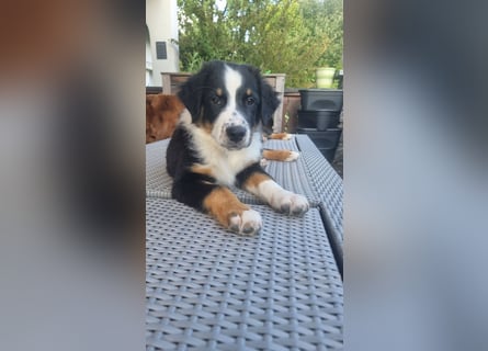 Australian Shepherd Welpen bald abgabebereit!