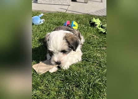 Tibet Terrier Hündin