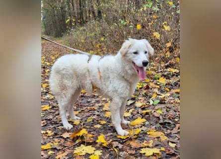 Alain: unkomplizierter Familienhund