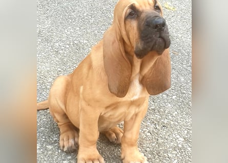 Bloodhound - Chien Saint Hubert