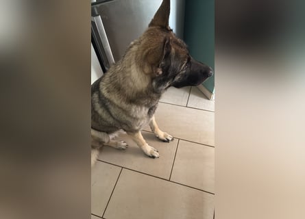 2 liebevolle Schäferhunde suchen ein zu Hause