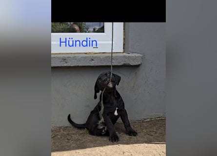 Presa Canario x Cane Corso 