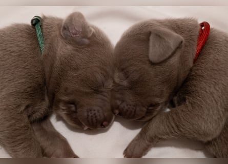 Weimaraner-Mix Welpen aus liebevoller Verpaarung – 12 kleine Wunder suchen ihr Zuhause
