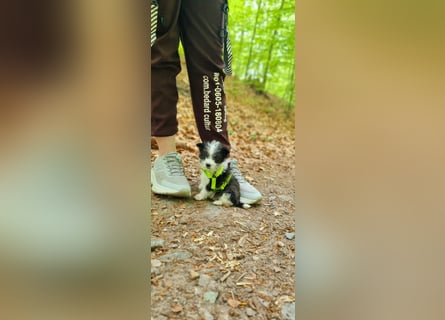 Letzte zwei Welpen – kleine Fellnasen suchen ihre Familie!