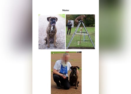 Boxer-Welpen von mehrmaligen Teilnehmern der Deutschen Meisterschaften!!!