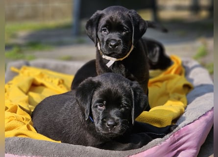 Edle Labrador Welpen mit Ahnentafel, Nachkommen von Champions