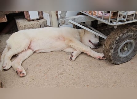 Miracola: kleine Zaubermaus sucht Dich