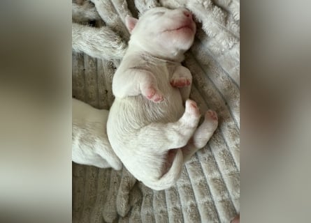Jack Russell Terrier Welpen mit Papieren