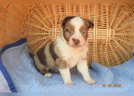 Traumhafte Mini Aussie Welpen, aus seriös. Zucht!