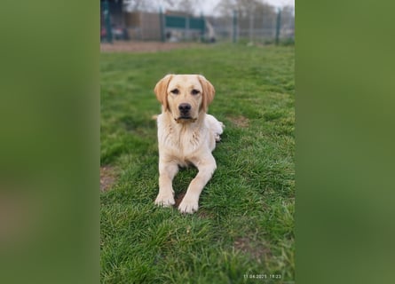 Liebevoller und kerngesunder Labrador Jungrüde in gelb sucht...