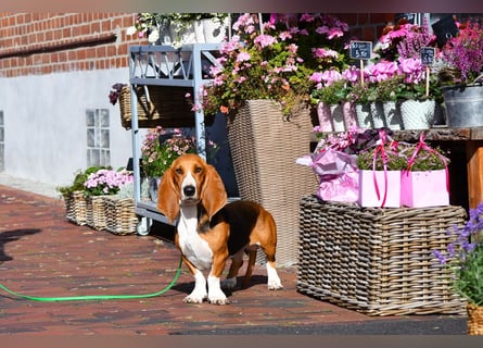 Der zauberhafte Vasko, ein reinrassige Basset Artesien Normand sucht ein neues Zuhause. Eine seltene