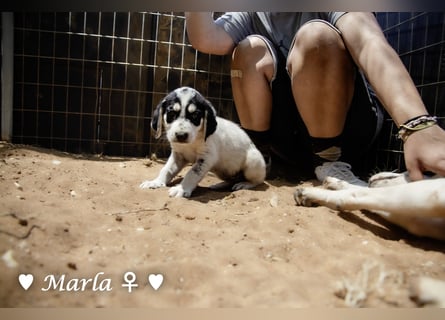 Marla sucht ab  September ein Zuhause