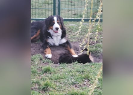 Berner Sennen Welpen