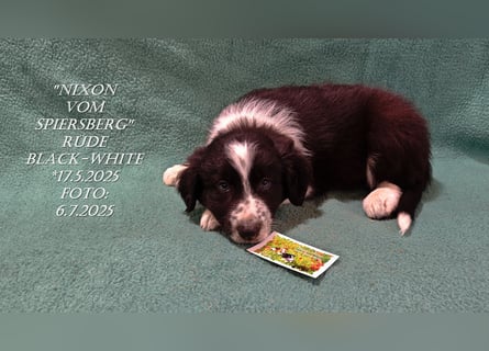 Border Collie-Welpen , black-,choco-,red-white und red-,black-merle