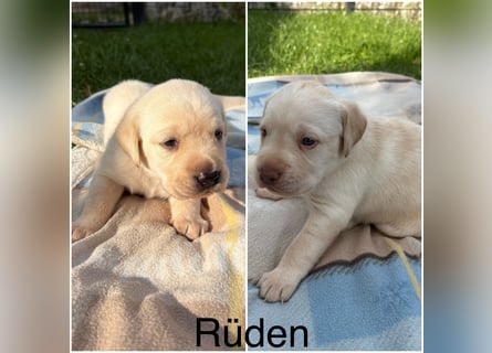 Labrador Welpen Rüden