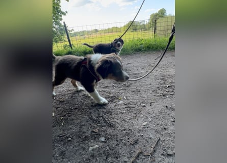 Australian Shepherd Welpen braun/redtri (Minimix/Reinrassig)+ Gesundheitszeugnis