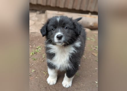Australian Shepherd Welpen