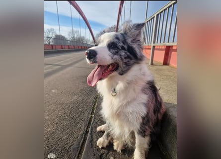 Australian Shepherd Welpen tricolor – Abgabe ab dem 28.05.2025