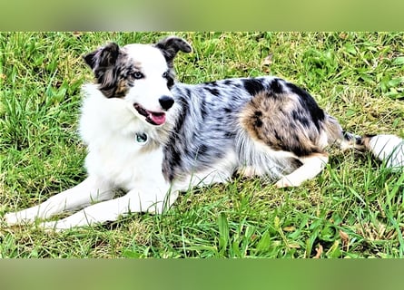 Verkaufe Reinrassige Border Collie Welpen