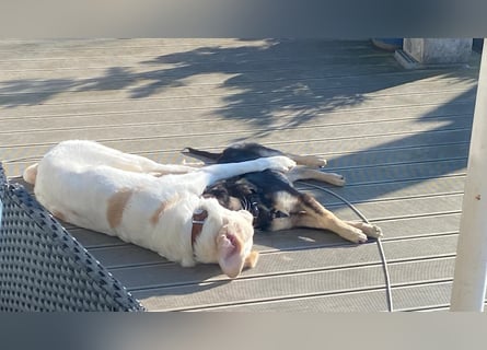 In der Nähe von Köln Traumhund Ben sucht ein Zuhause