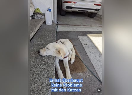 Carlo – ein kluger Dreikäsehoch auf der Suche nach seinem Platz im Leben (auf PS PLZ 87763)