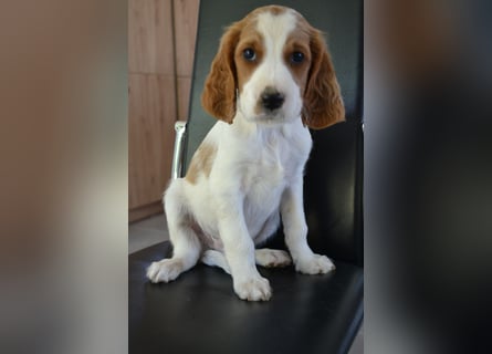 Sportlicher Familienhund - Irish Red and White Setter