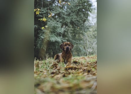 Rhodesien Ridgeback Deckrüde