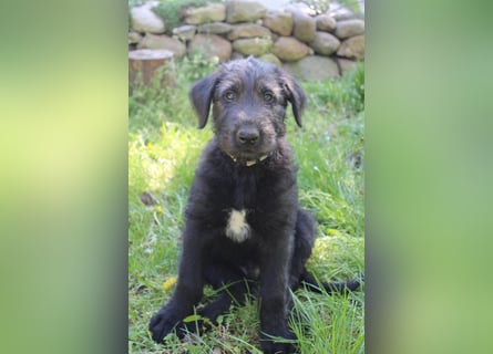 Irische Wolfshunde/ Irish Wolfhound Welpen