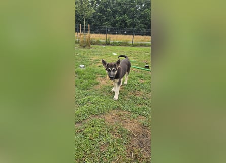Osteuropäische Schäferhund Welpen