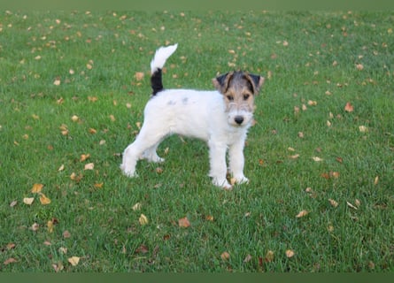 Foxterrier Rüde 3 Monate.