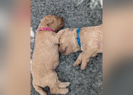 Goldendoodle medium mit Papieren und Ahnentafel