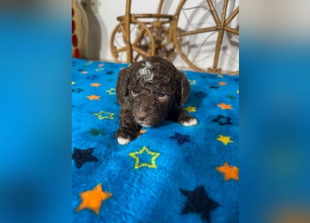 Lagotto Romagnolo Puppy FCI