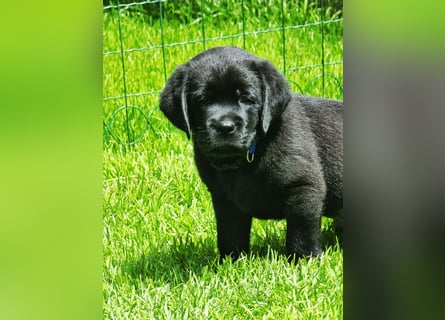 Edle Labrador Welpen mit Ahnentafel, Nachkommen von Champions
