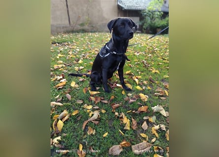 2 hübsche Labrador/Australian Shepherd- Harzer Fuchs Mix Welpen