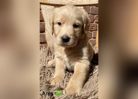 Labradoodle F1 apricot