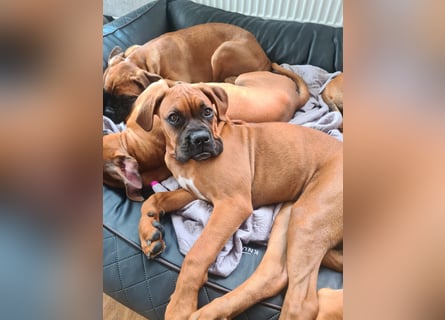 Wunderschöne Boxerwelpen!