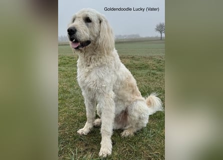 Goldendoodle - Welpen [Double-Doodle]