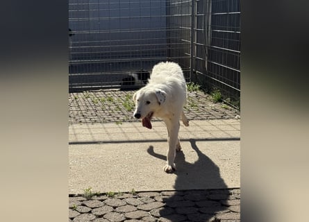 Die hübsche FIDES sucht ein liebevolles Zuhause