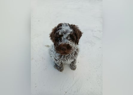 Lagotto Romagnolo