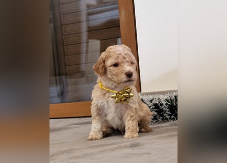 Lagotto Romagnolo ULTIMO CUCCIOLO
