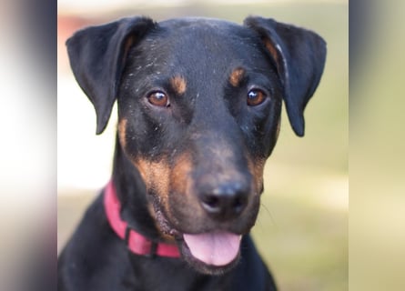 Chapi - quirliger, verschmuster Familienhund - Tierhilfe Franken e.V.